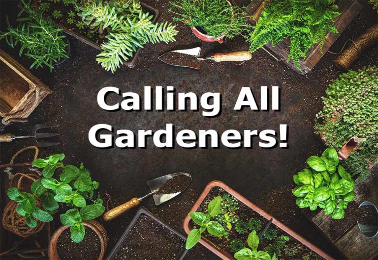 Pauli’s Page Herbal Info, Remedies and stuff!